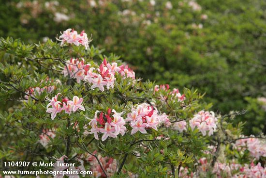 Western Azaleas