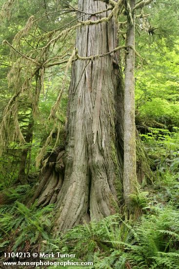 Old-growth Western Redcedar trunk w/ Sword Ferns