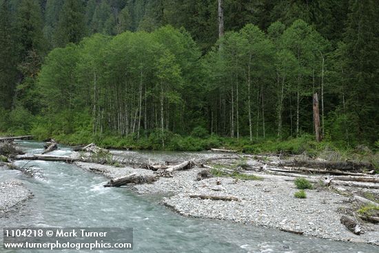 Red Alders at edge of Baker River