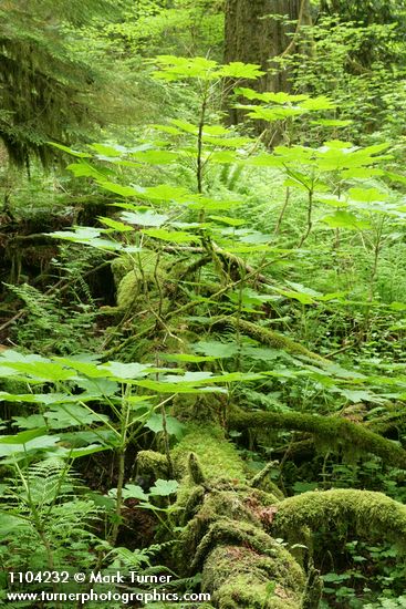 Devil's Club among moss-covered log