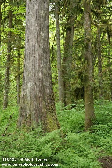 Western Redcedar trunk w/ Lady Ferns