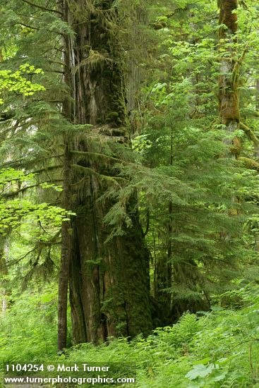 Western Redcedar snag w/ Western Hemlocks, Lady Ferns