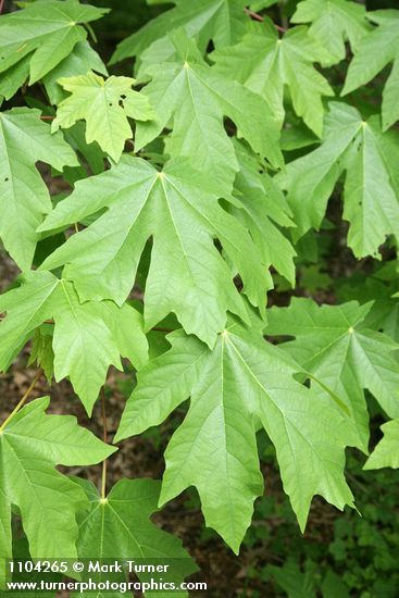 Bigleaf Maple foliage