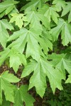 Bigleaf Maple foliage