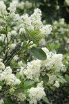 Snowbrush blossoms & foliage