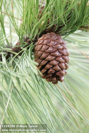 Ponderosa Pine cone