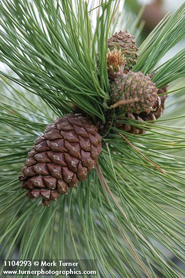 Ponderosa Pine cones & foliage
