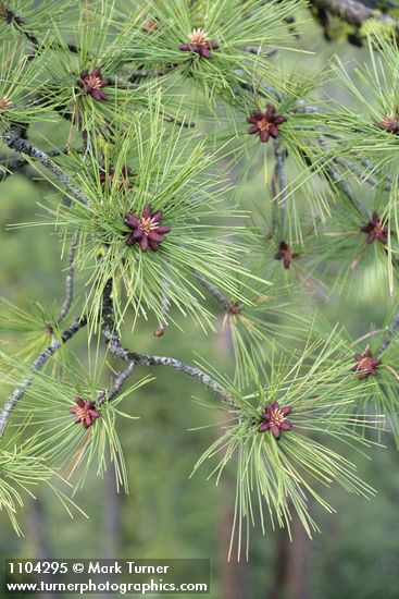 Ponderosa Pine male cones & foliage