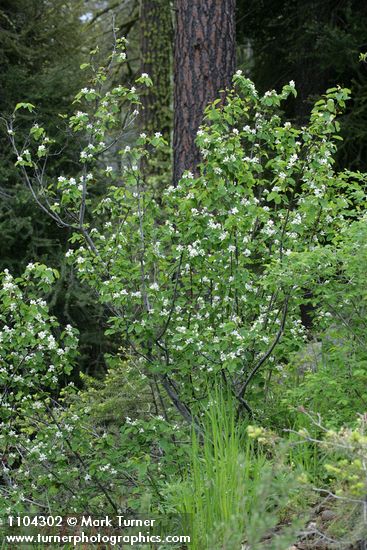 Dwarf Serviceberry