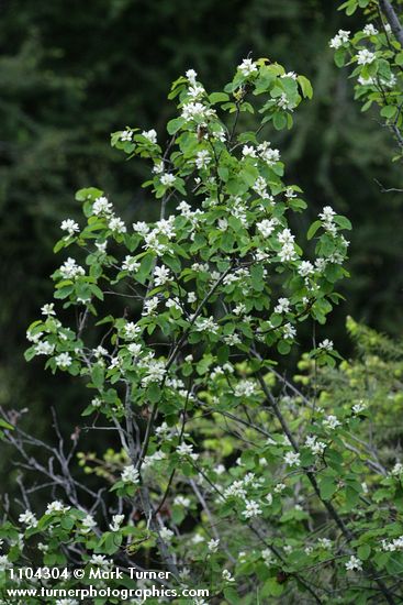 Dwarf Serviceberry