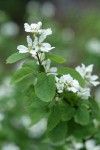 Dwarf Serviceberry blossoms & foliage
