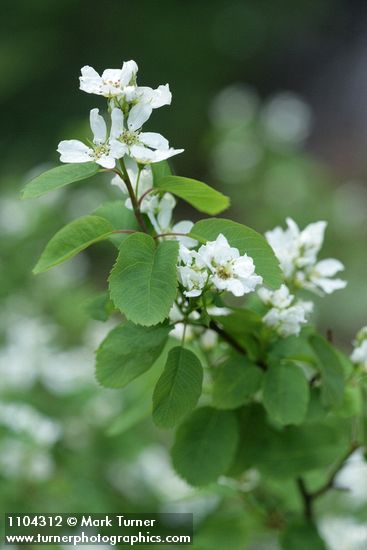 Dwarf Serviceberry blossoms & foliage