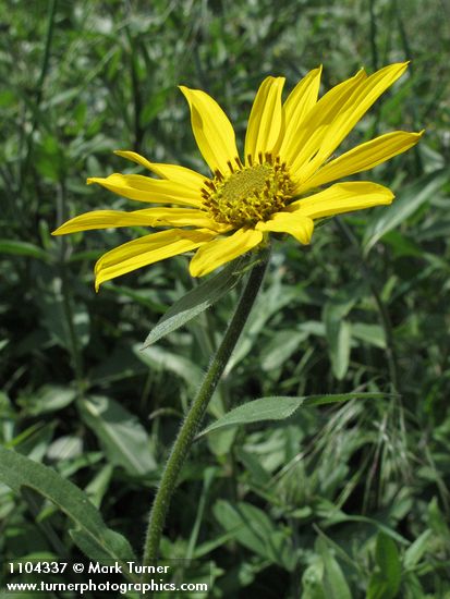 Douglas's Helianthella blossom