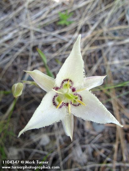 Lyall's Star Tulip blossom