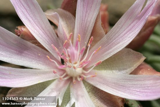 Bitterroot blossom detail