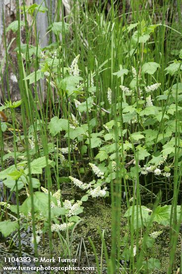 Northern Black Currant