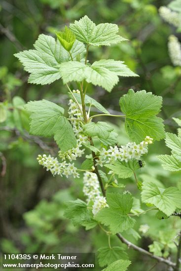 Northern Black Currant blossoms & foliage