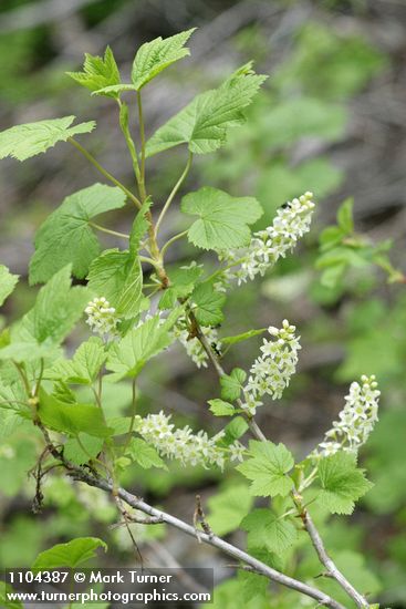 Northern Black Currant blossoms & foliage