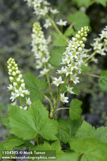 Northern Black Currant blossoms & foliage
