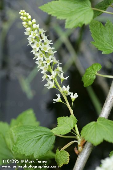 Northern Black Currant blossoms & foliage