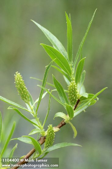 Greenleaf Willow foliage & female aments