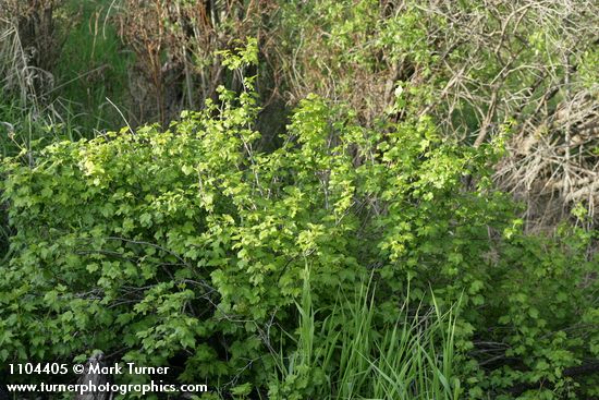 Whitestem Gooseberry