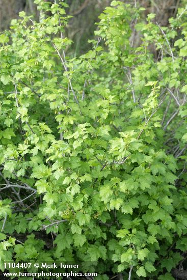 Whitestem Gooseberry
