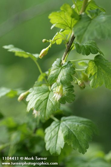 Whitestem Gooseberry blossom & foliage