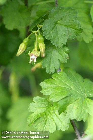 Whitestem Gooseberry blossom, immature fruit & foliage