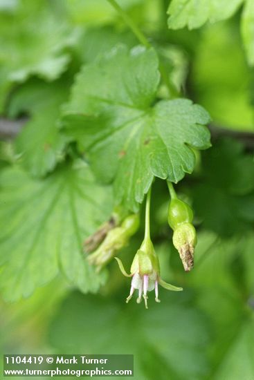 Whitestem Gooseberry blossom, immature fruit & foliage