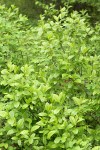 Alder-leaved Coffeeberry