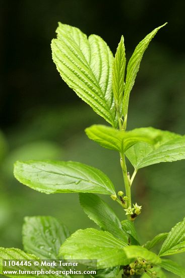 Alder-leaved Coffeeberry blossoms & foliage