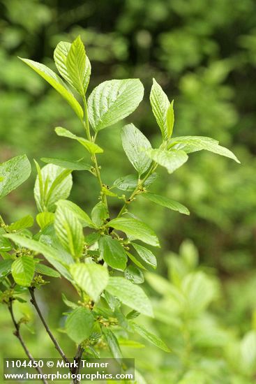 Alder-leaved Coffeeberry blossoms & foliage