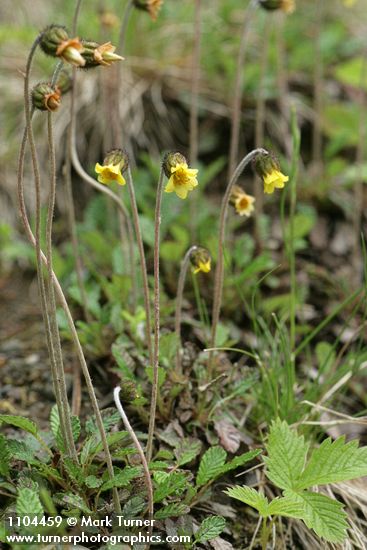 Drummond's Mountain Avens