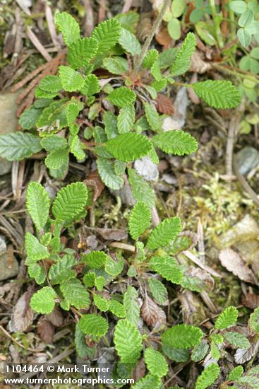 Drummond's Mountain Avens foliage