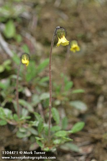 Drummond's Mountain Avens