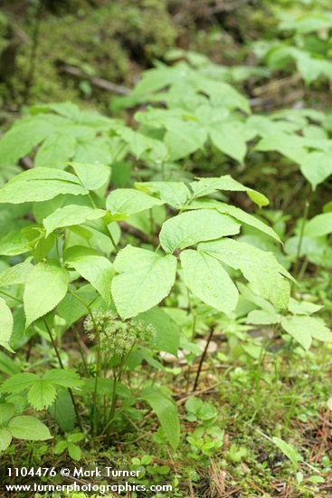 Wild Sarsaparilla