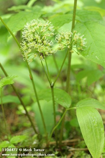 Wild Sarsaparilla blossoms