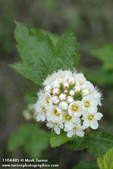Mallow Ninebark blossoms & foliage detail
