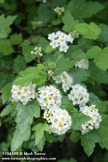 Mallow Ninebark blossoms & foliage