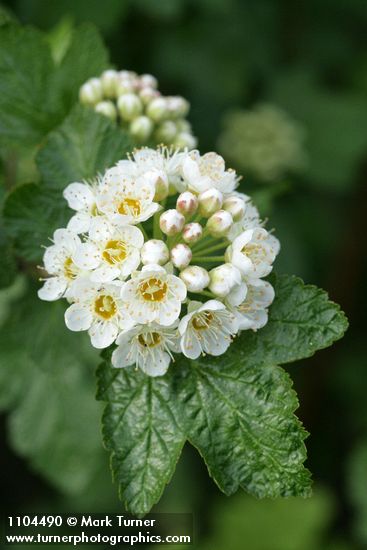 Mallow Ninebark blossoms & foliage detail