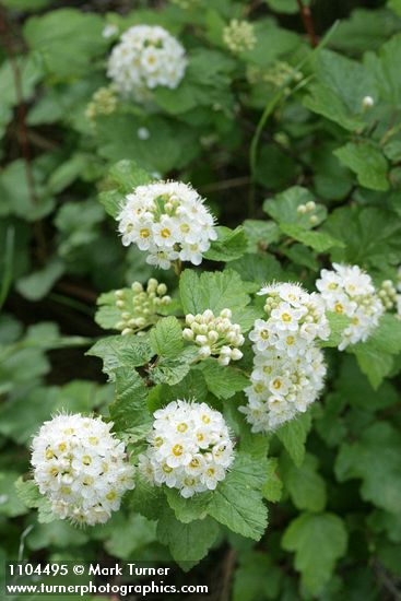 Mallow Ninebark blossoms & foliage