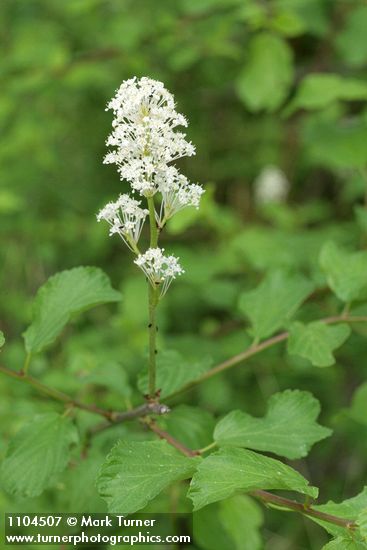 Redstem Ceanothus blossoms & foliage