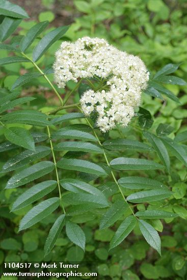 Cascade Mountain Ash blossoms & foliage