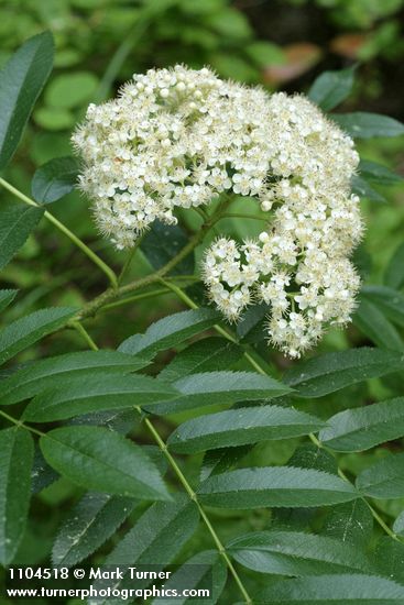 Cascade Mountain Ash blossoms & foliage