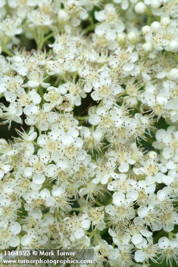 Cascade Mountain Ash blossoms detail