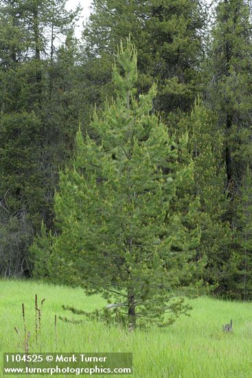 Lodgepole Pine w/ fresh growth