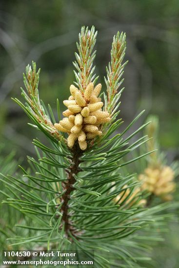 Lodgepole Pine male cones & new growth among mature needles