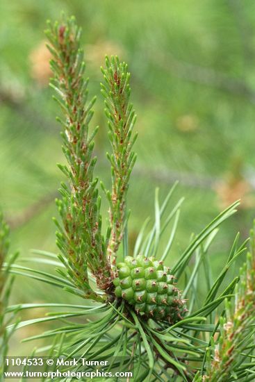 Lodgepole Pine immature female cone & new growth among mature needles