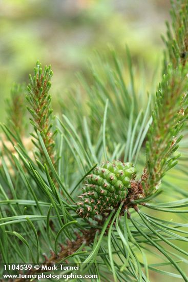 Lodgepole Pine immature female cone & new growth among mature needles